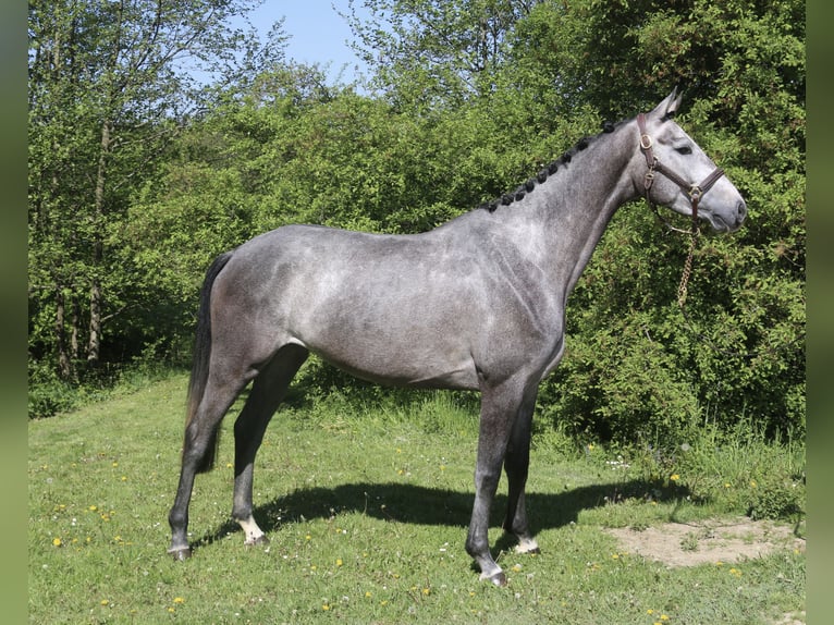 Cheval de sport allemand Jument 4 Ans 170 cm Gris in Erharting