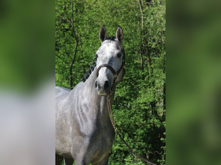 Cheval de sport allemand Jument 4 Ans 170 cm Gris in Erharting