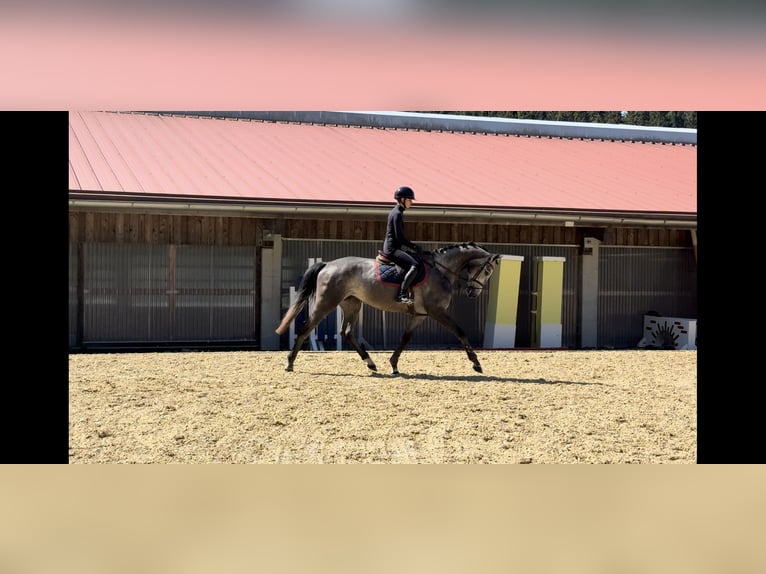 Cheval de sport allemand Jument 4 Ans 170 cm Gris in Erharting