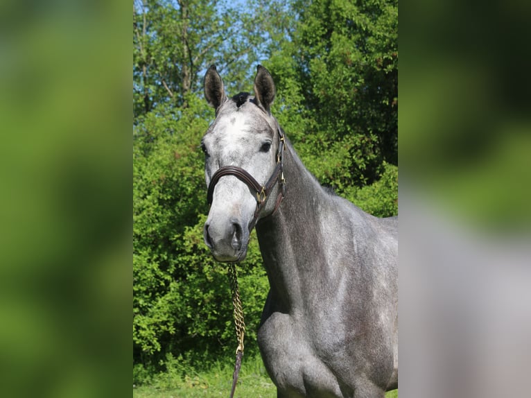 Cheval de sport allemand Jument 4 Ans 170 cm Gris in Erharting