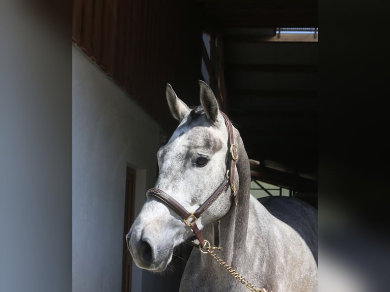 Cheval de sport allemand Jument 4 Ans 170 cm Gris in Erharting