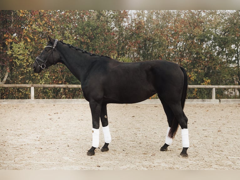 Cheval de sport allemand Jument 4 Ans 170 cm Noir in Holzkirchen