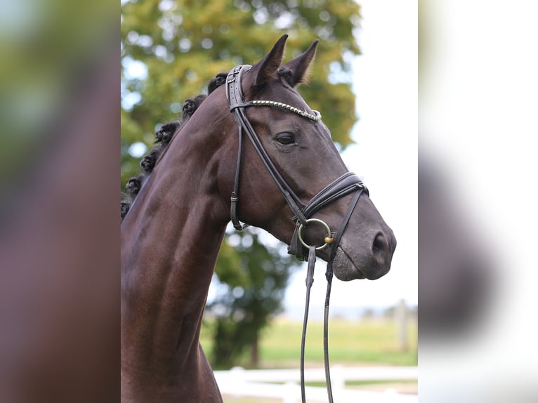 Cheval de sport allemand Jument 4 Ans 170 cm Noir in Gomadingen