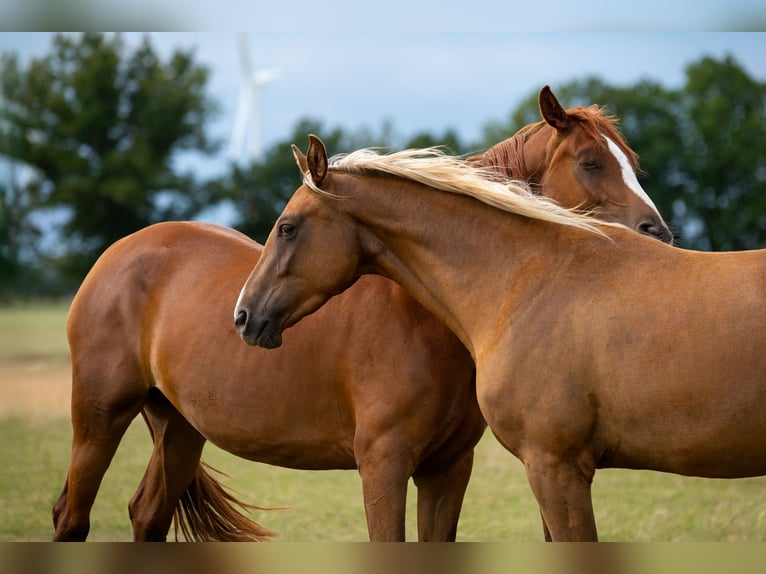 Cheval de sport allemand Jument 4 Ans 170 cm Palomino in Pritzwalk