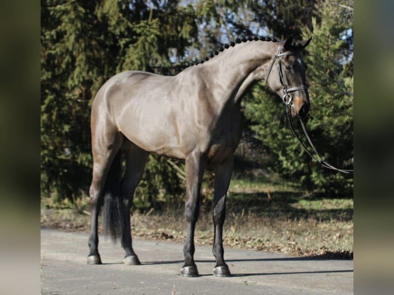 Cheval de sport allemand Jument 4 Ans 171 cm Bai brun in Debrecen