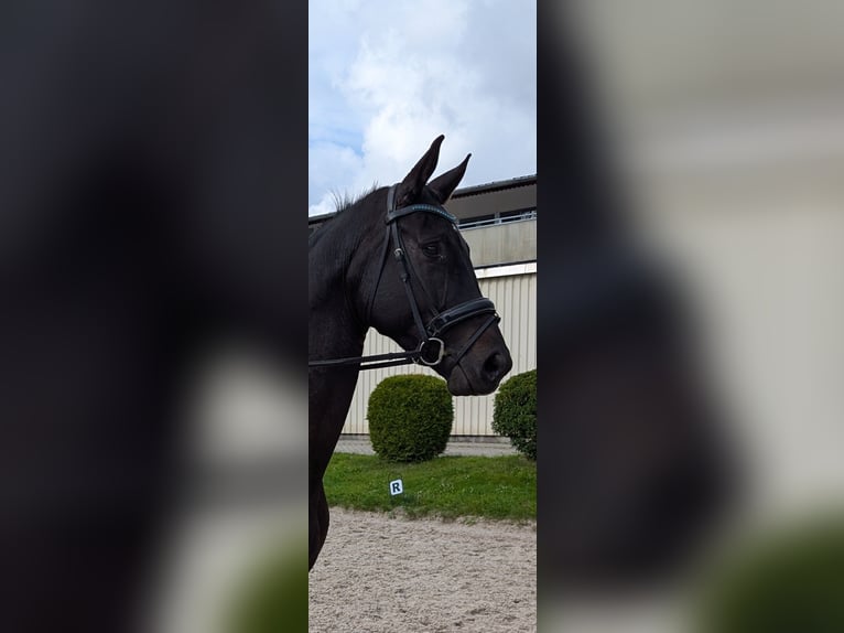 Cheval de sport allemand Jument 4 Ans 172 cm Bai brun foncé in Görlitz