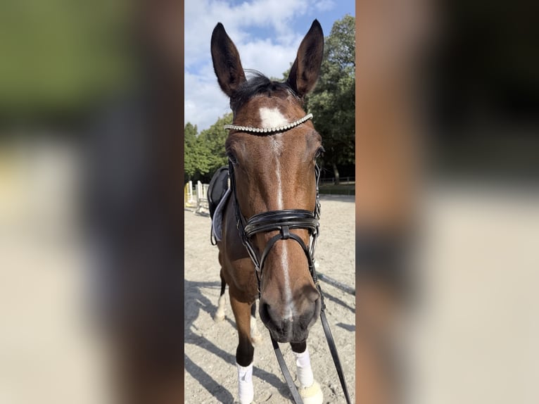 Cheval de sport allemand Jument 4 Ans 172 cm Bai in Rochau