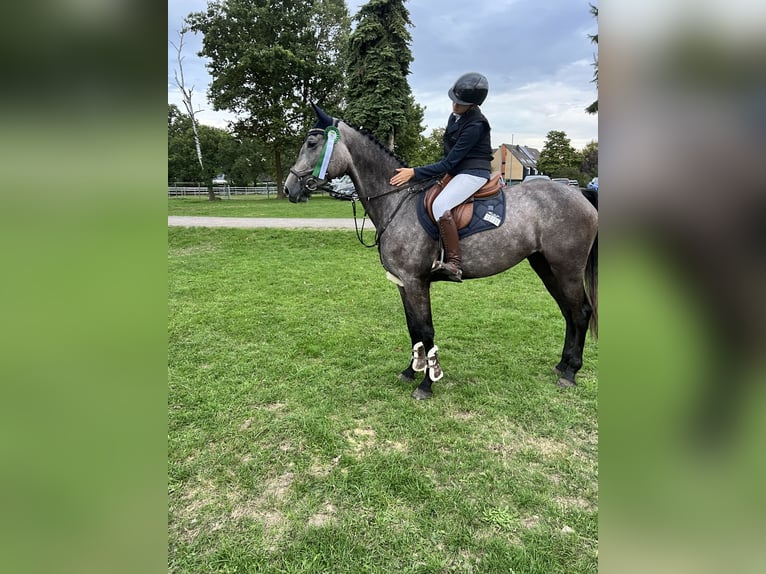 Cheval de sport allemand Jument 4 Ans 173 cm Gris noir in Bergisch Gladbach