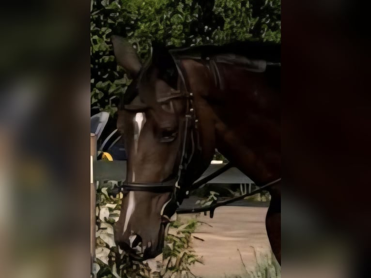 Cheval de sport allemand Jument 4 Ans 174 cm Bai brun in Bad Dürkheim