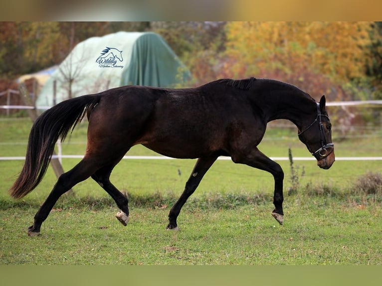 Cheval de sport allemand Jument 4 Ans 175 cm Bai brun in Eilenburg