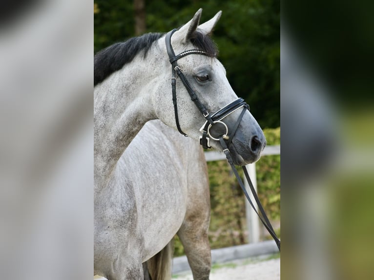 Cheval de sport allemand Jument 4 Ans 175 cm Gris pommelé in Moritzburg