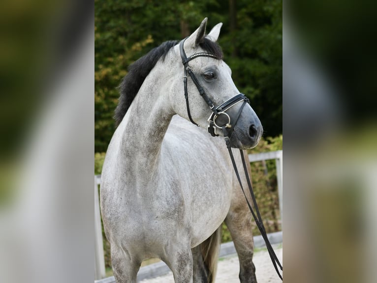 Cheval de sport allemand Jument 4 Ans 175 cm Gris pommelé in Moritzburg