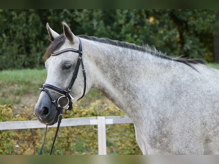 Cheval de sport allemand Jument 4 Ans 175 cm Gris pommelé in Moritzburg