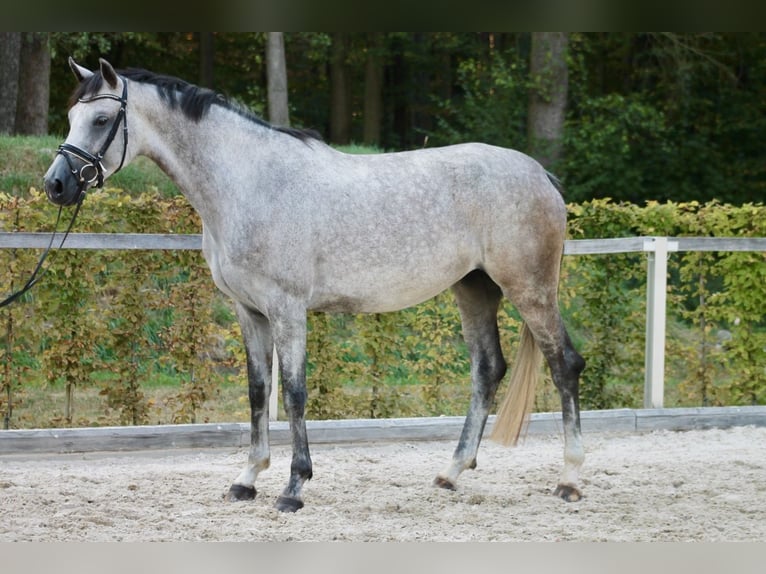 Cheval de sport allemand Jument 4 Ans 175 cm Gris pommelé in Moritzburg