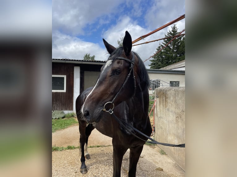 Cheval de sport allemand Jument 4 Ans in Amberg