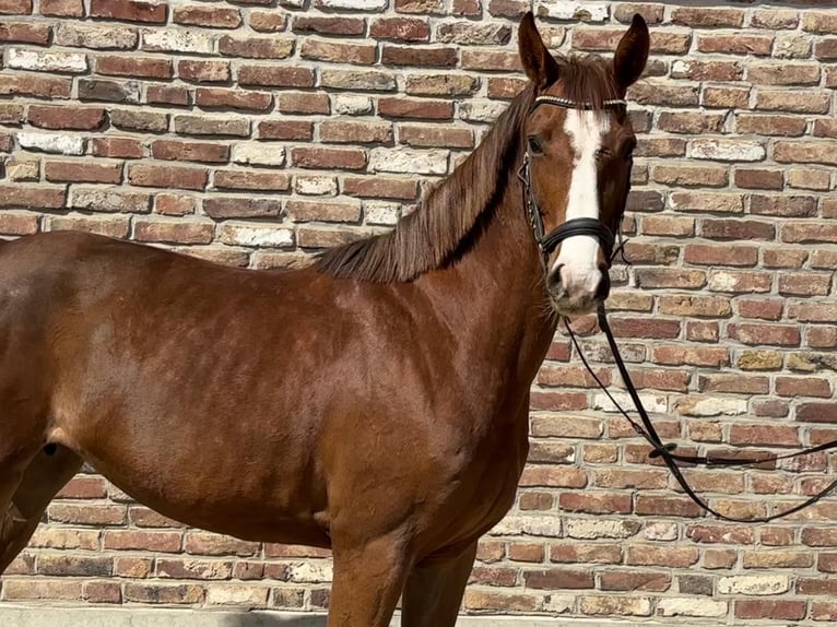 Cheval de sport allemand Jument 5 Ans 153 cm Alezan in Grevenbroich