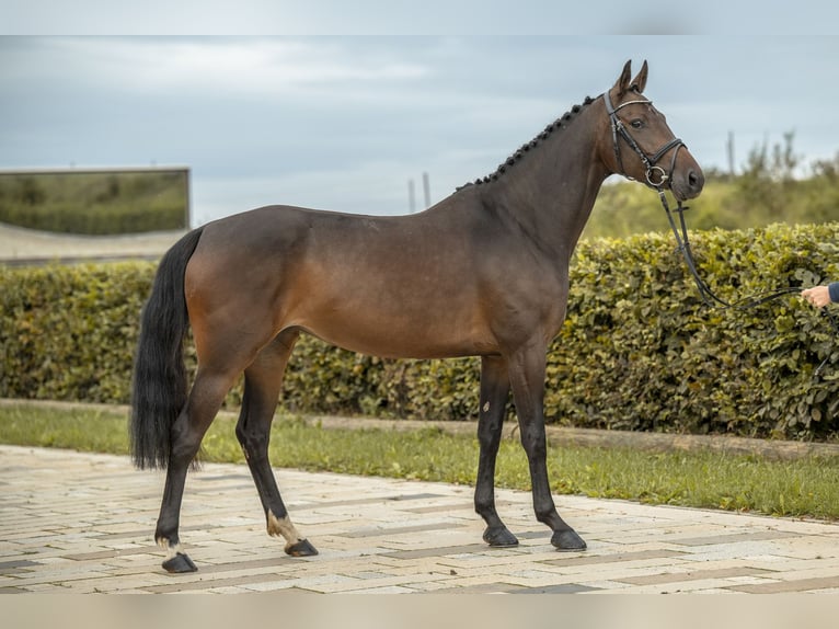 Cheval de sport allemand Jument 5 Ans 158 cm Bai brun in Gomadingen