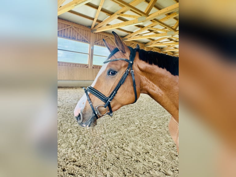 Cheval de sport allemand Jument 5 Ans 160 cm Bai clair in Wilhelmsdorf