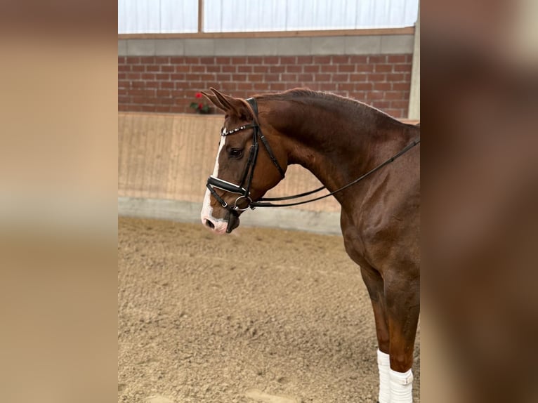 Cheval de sport allemand Jument 5 Ans 162 cm Alezan brûlé in Viersen