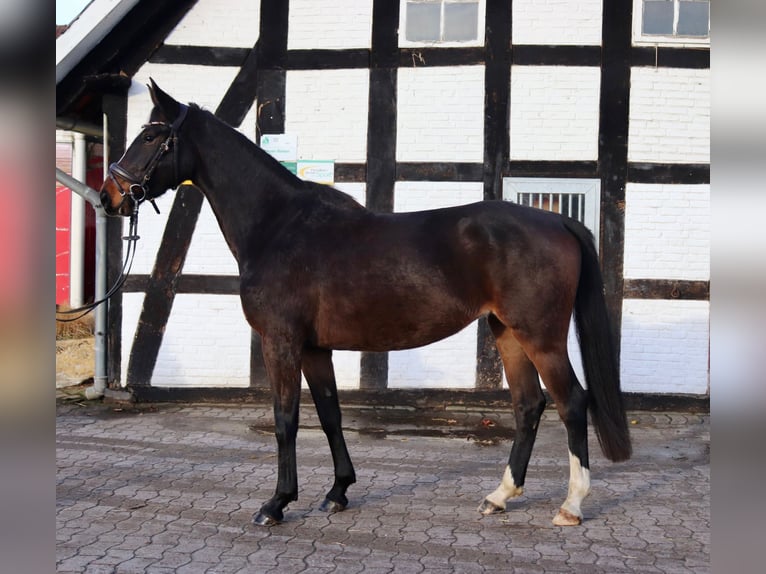 Cheval de sport allemand Jument 5 Ans 162 cm Bai in Osnabrück