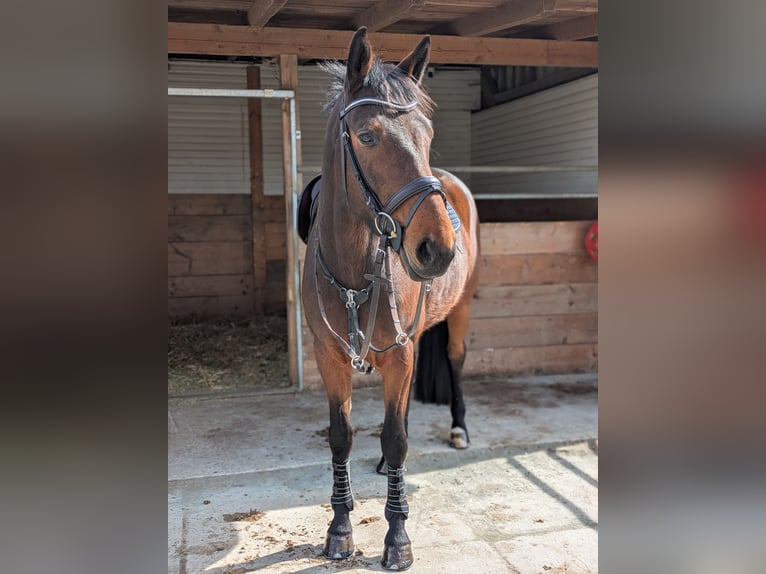 Cheval de sport allemand Jument 5 Ans 162 cm Bai in Weischlitz