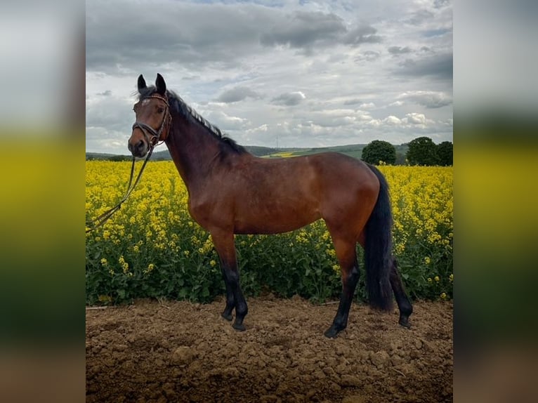 Cheval de sport allemand Jument 5 Ans 162 cm Bai in Wohratal