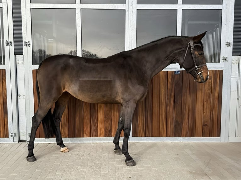 Cheval de sport allemand Jument 5 Ans 163 cm Bai brun in Kamenz