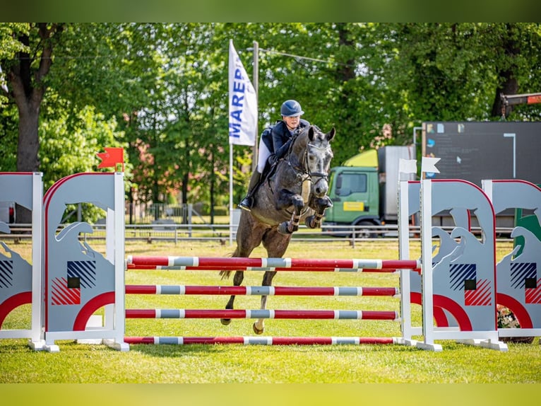 Cheval de sport allemand Jument 5 Ans 164 cm Gris pommelé in Neustadt/ Dosse