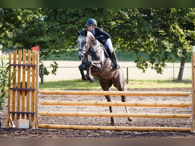 Cheval de sport allemand Jument 5 Ans 164 cm Gris pommelé in Neustadt/ Dosse