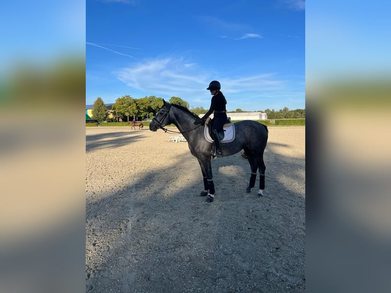 Cheval de sport allemand Jument 5 Ans 164 cm Gris pommelé in Neustadt/ Dosse