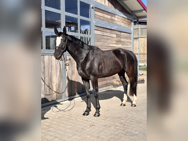 Cheval de sport allemand Jument 5 Ans 164 cm Noir in Leipzig