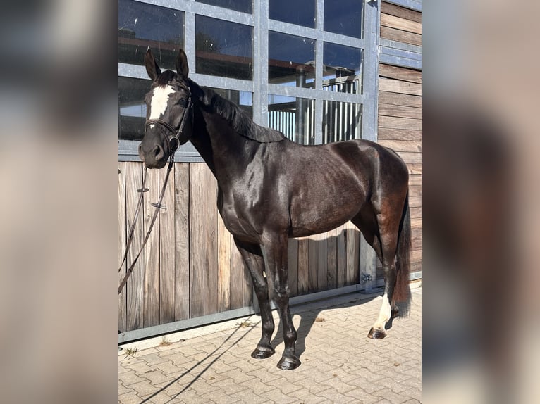 Cheval de sport allemand Jument 5 Ans 164 cm Noir in Leipzig