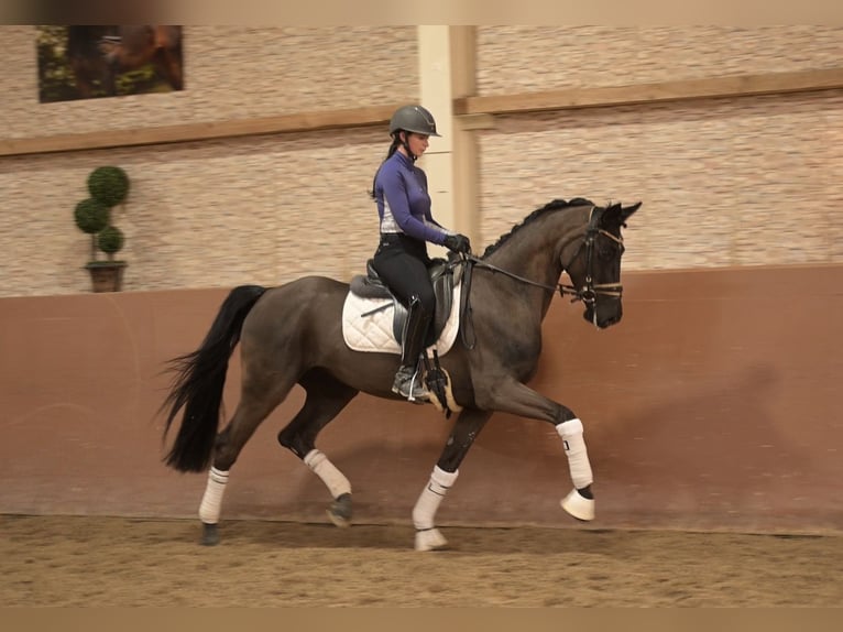Cheval de sport allemand Jument 5 Ans 164 cm Noir in Wehringen