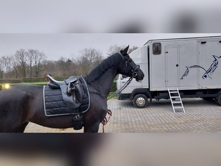 Cheval de sport allemand Jument 5 Ans 164 cm Noir in Ratingen