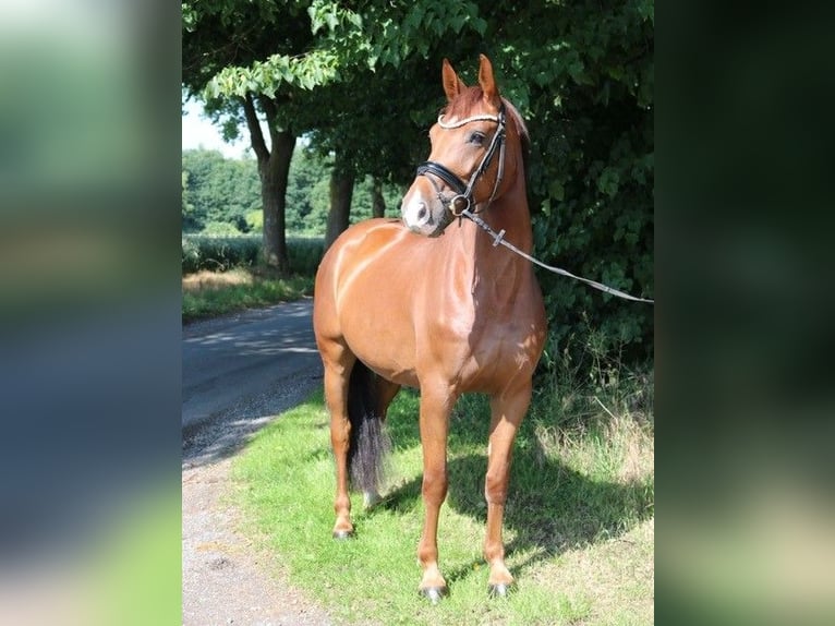 Cheval de sport allemand Jument 5 Ans 165 cm Alezan brûlé in L&#xFC;dinghausen