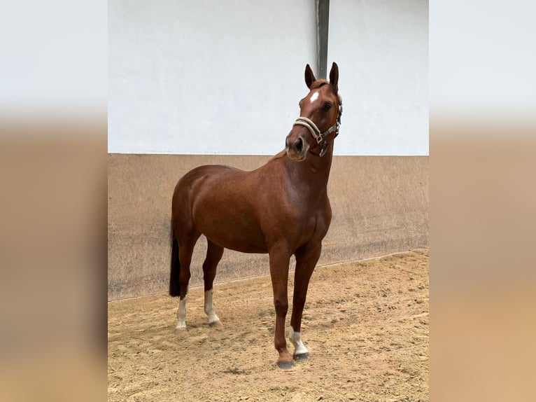 Cheval de sport allemand Jument 5 Ans 165 cm Alezan in Burgthann Cheval de sport allemand Jument 5 Ans 165 cm Alezan in Burgthann