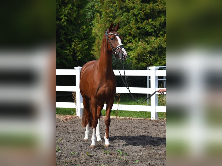 Cheval de sport allemand Jument 5 Ans 165 cm Alezan in Dätgen