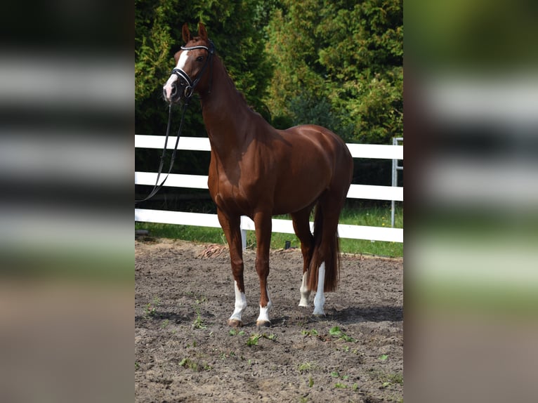 Cheval de sport allemand Jument 5 Ans 165 cm Alezan in Dätgen