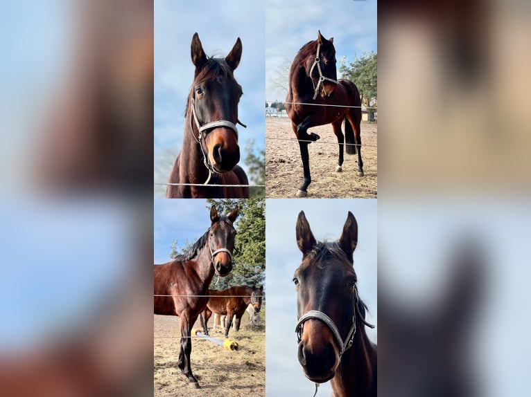 Cheval de sport allemand Jument 5 Ans 165 cm Bai brun in Neuenhofe