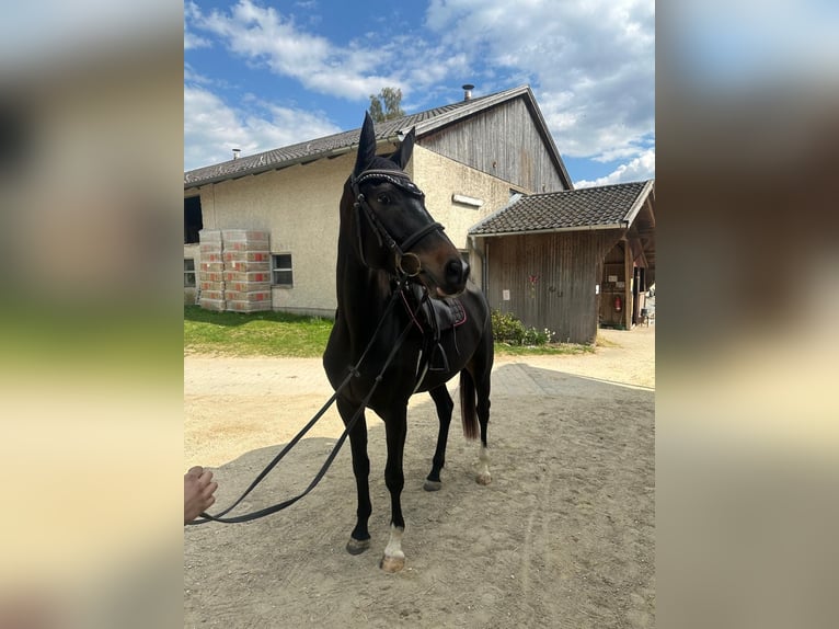 Cheval de sport allemand Jument 5 Ans 165 cm Bai brun foncé in Kirchroth