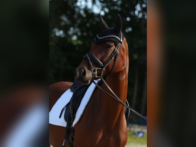 Cheval de sport allemand Jument 5 Ans 165 cm Bai in Radeberg