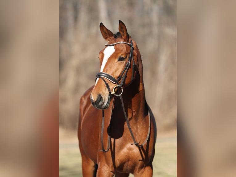 Cheval de sport allemand Jument 5 Ans 165 cm Bai in Ebreichsdorf