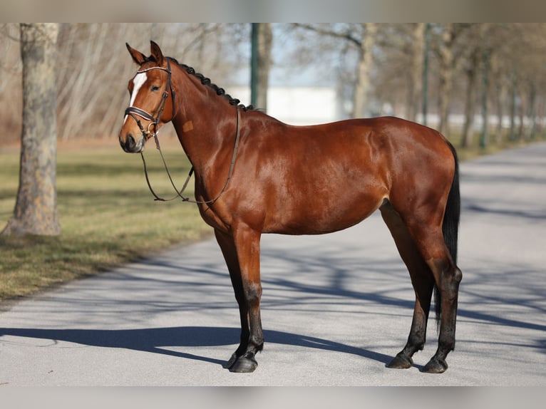 Cheval de sport allemand Jument 5 Ans 165 cm Bai in Ebreichsdorf