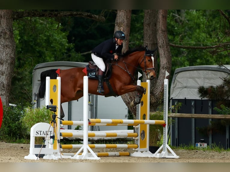 Cheval de sport allemand Jument 5 Ans 165 cm Bai in Ebreichsdorf