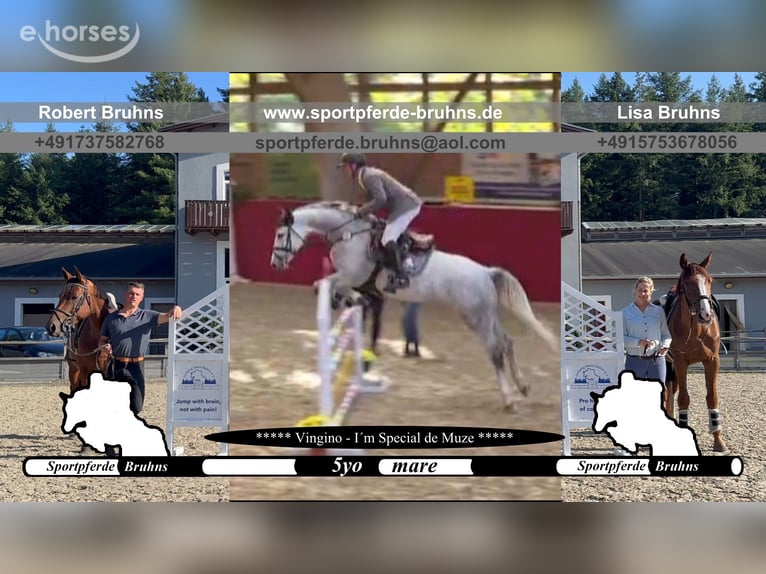 Cheval de sport allemand Jument 5 Ans 165 cm Gris in Gadow