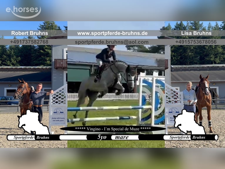 Cheval de sport allemand Jument 5 Ans 165 cm Gris in Gadow