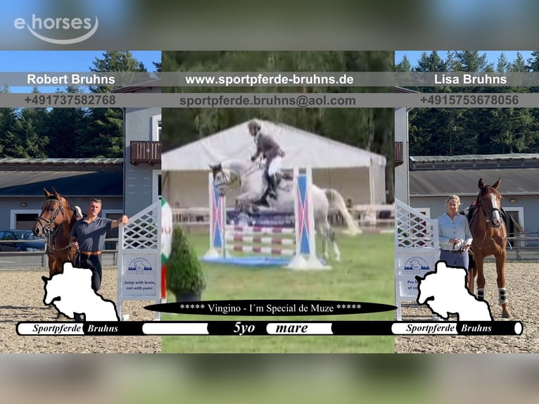 Cheval de sport allemand Jument 5 Ans 165 cm Gris in Gadow