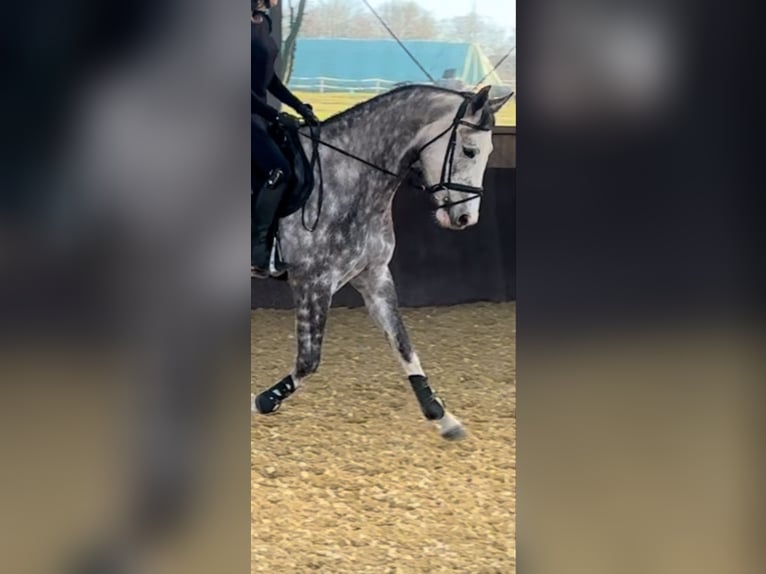 Cheval de sport allemand Jument 5 Ans 165 cm Gris pommelé in Liederbach am Taunus