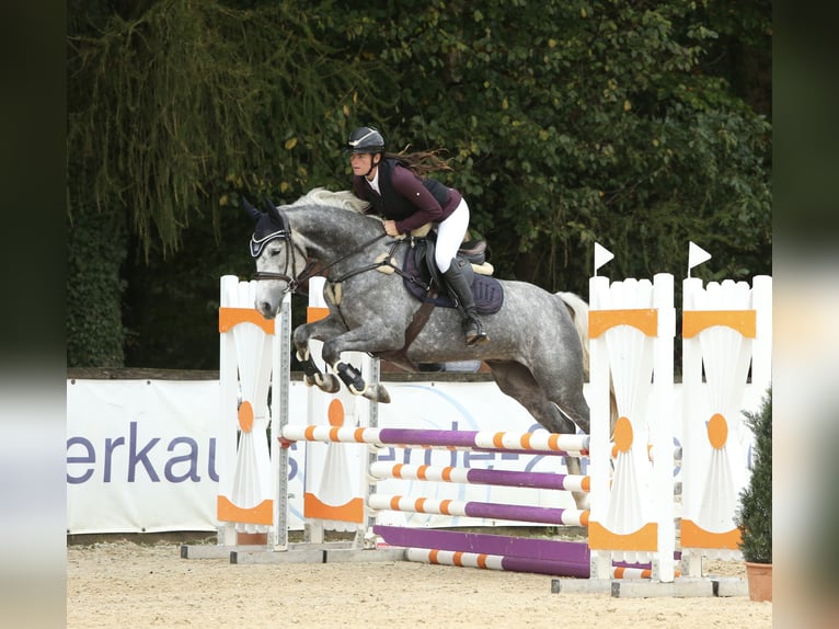 Cheval de sport allemand Jument 5 Ans 165 cm Gris pommelé in Schlins