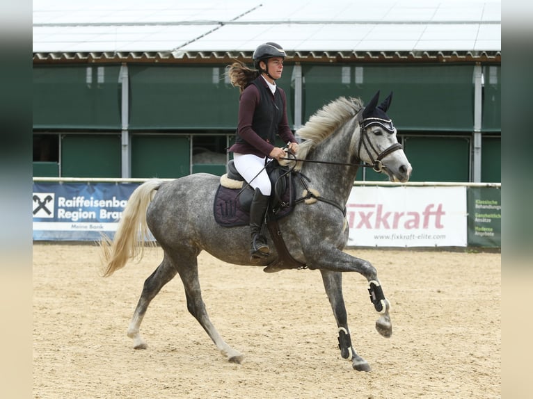 Cheval de sport allemand Jument 5 Ans 165 cm Gris pommelé in Schlins